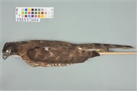 藏品(鳳頭蒼鷹)的圖片